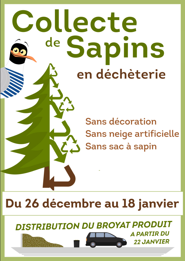 collecte de sapins